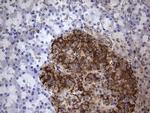 FAF1 Antibody in Immunohistochemistry (Paraffin) (IHC (P))