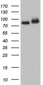 FAF1 Antibody in Western Blot (WB)