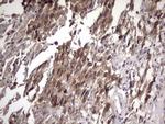 FAF1 Antibody in Immunohistochemistry (Paraffin) (IHC (P))