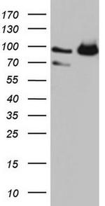 FAF1 Antibody in Western Blot (WB)