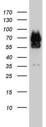 FAF1 Antibody in Western Blot (WB)