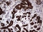 MIP-3 beta Antibody in Immunohistochemistry (Paraffin) (IHC (P))