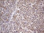 PAFAH1B3 Antibody in Immunohistochemistry (Paraffin) (IHC (P))