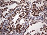 ATP Synthase O Antibody in Immunohistochemistry (Paraffin) (IHC (P))