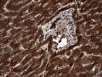 RSPO3 Antibody in Immunohistochemistry (Paraffin) (IHC (P))