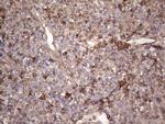 SNX12 Antibody in Immunohistochemistry (Paraffin) (IHC (P))