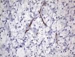 CDH4 Antibody in Immunohistochemistry (Paraffin) (IHC (P))