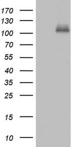 CDH4 Antibody in Western Blot (WB)