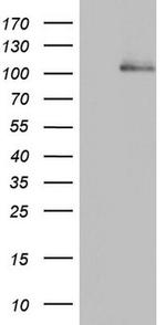 CDH4 Antibody in Western Blot (WB)