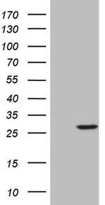 SENP8 Antibody in Western Blot (WB)