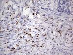 NOR-1 Antibody in Immunohistochemistry (Paraffin) (IHC (P))