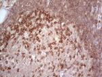 MCPH1 Monoclonal Antibody (OTI2A3)