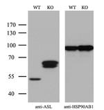 ASL Monoclonal Antibody (OTI14C7)