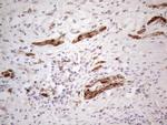 Aspartoacylase Antibody in Immunohistochemistry (Paraffin) (IHC (P))
