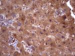 Aspartoacylase Antibody in Immunohistochemistry (Paraffin) (IHC (P))