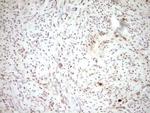 tPA Antibody in Immunohistochemistry (Paraffin) (IHC (P))