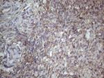 MTF1 Antibody in Immunohistochemistry (Paraffin) (IHC (P))