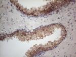 MTF1 Antibody in Immunohistochemistry (Paraffin) (IHC (P))