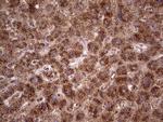 CDKL2 Antibody in Immunohistochemistry (Paraffin) (IHC (P))