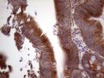 CDKL2 Antibody in Immunohistochemistry (Paraffin) (IHC (P))