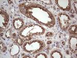 CDKL2 Antibody in Immunohistochemistry (Paraffin) (IHC (P))