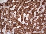 CANT1 Antibody in Immunohistochemistry (Paraffin) (IHC (P))