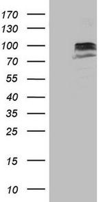 SUOX Antibody in Western Blot (WB)
