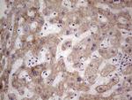 LRRC6 Antibody in Immunohistochemistry (Paraffin) (IHC (P))