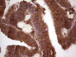 GEMIN8 Monoclonal Antibody (OTI4F8)