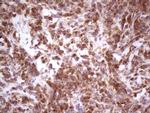 GEMIN8 Antibody in Immunohistochemistry (Paraffin) (IHC (P))