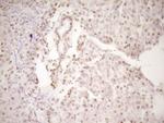 LPIN1 Antibody in Immunohistochemistry (Paraffin) (IHC (P))