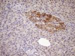 FSIP1 Antibody in Immunohistochemistry (Paraffin) (IHC (P))