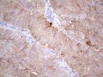 LPIN1 Monoclonal Antibody (OTI7F5)