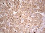IDO2 Antibody in Immunohistochemistry (Paraffin) (IHC (P))