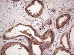 Angiopoietin 2 Antibody in Immunohistochemistry (Paraffin) (IHC (P))