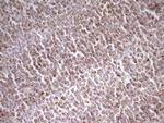 MRRF Monoclonal Antibody (OTI2A8)
