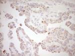 NR0B2 Antibody in Immunohistochemistry (Paraffin) (IHC (P))