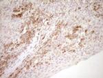 NR0B2 Antibody in Immunohistochemistry (Paraffin) (IHC (P))