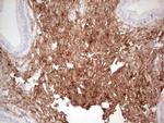 CK1 gamma-1 Antibody in Immunohistochemistry (Paraffin) (IHC (P))