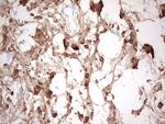 CK1 gamma-1 Antibody in Immunohistochemistry (Paraffin) (IHC (P))