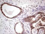 BHLHE41 Antibody in Immunohistochemistry (Paraffin) (IHC (P))