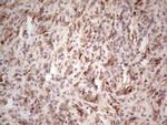 BHLHE41 Antibody in Immunohistochemistry (Paraffin) (IHC (P))