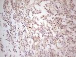 MGP Antibody in Immunohistochemistry (Paraffin) (IHC (P))
