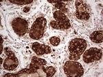 MGP Antibody in Immunohistochemistry (Paraffin) (IHC (P))