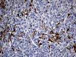 UBE3B Monoclonal Antibody (OTI3F10)