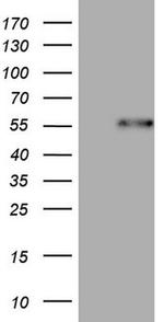 DUSP10 Antibody in Western Blot (WB)