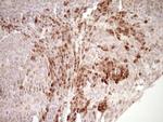 KLF2 Antibody in Immunohistochemistry (Paraffin) (IHC (P))