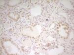 HMG20A Antibody in Immunohistochemistry (Paraffin) (IHC (P))