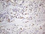 APOB48R Antibody in Immunohistochemistry (Paraffin) (IHC (P))
