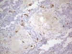 APOB48R Antibody in Immunohistochemistry (Paraffin) (IHC (P))